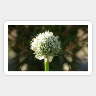 White Onion Flower by Avril Thomas Sticker